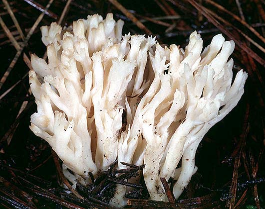 Clavulina cristata